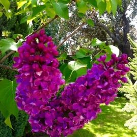 Navasalud árbol con flores